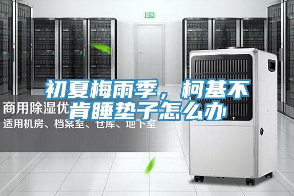 初夏梅雨季，柯基不肯睡墊子怎么辦