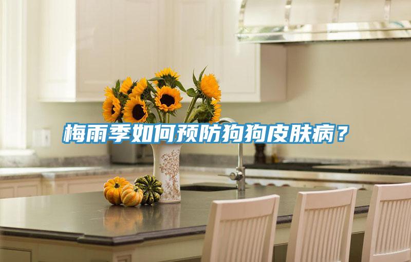 梅雨季如何預防狗狗皮膚??？